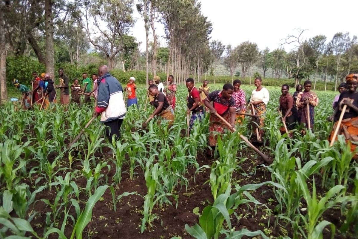 Farming projects, Hope for Africa Mission - maize project